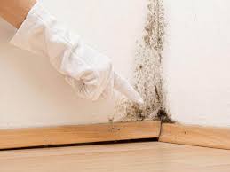 Environmental Consulting for Mold Prevention in Redland, TX